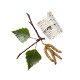 Birch