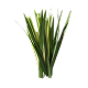 vetiver